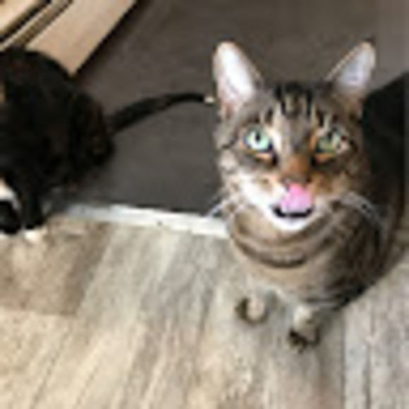 elainecharlie58